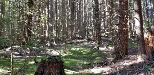 Looking south from North Butte trail - where started head off trail to summit