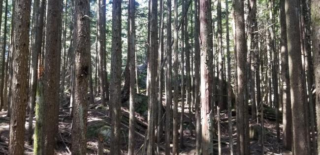 Nearing summit in middle of the trees