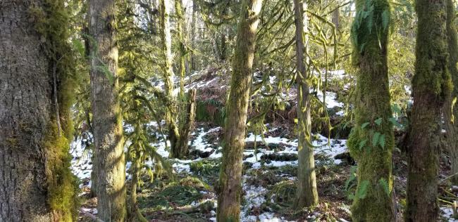 Off-trail, looking at higher "ledge" area which used for activation zone