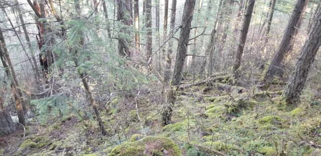 Near summit looking down at bushwhack path (little blurry)