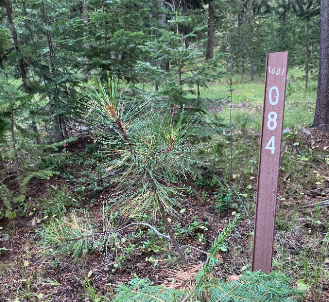 Jumpoff Joe Trailhead Jumpoff Joe Trailhead