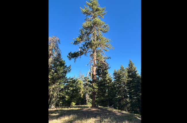 Jumpoff Joe Top Jumpoff Joe Top