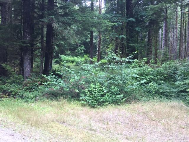 View of Trailhead - abandoned USFS Road 121